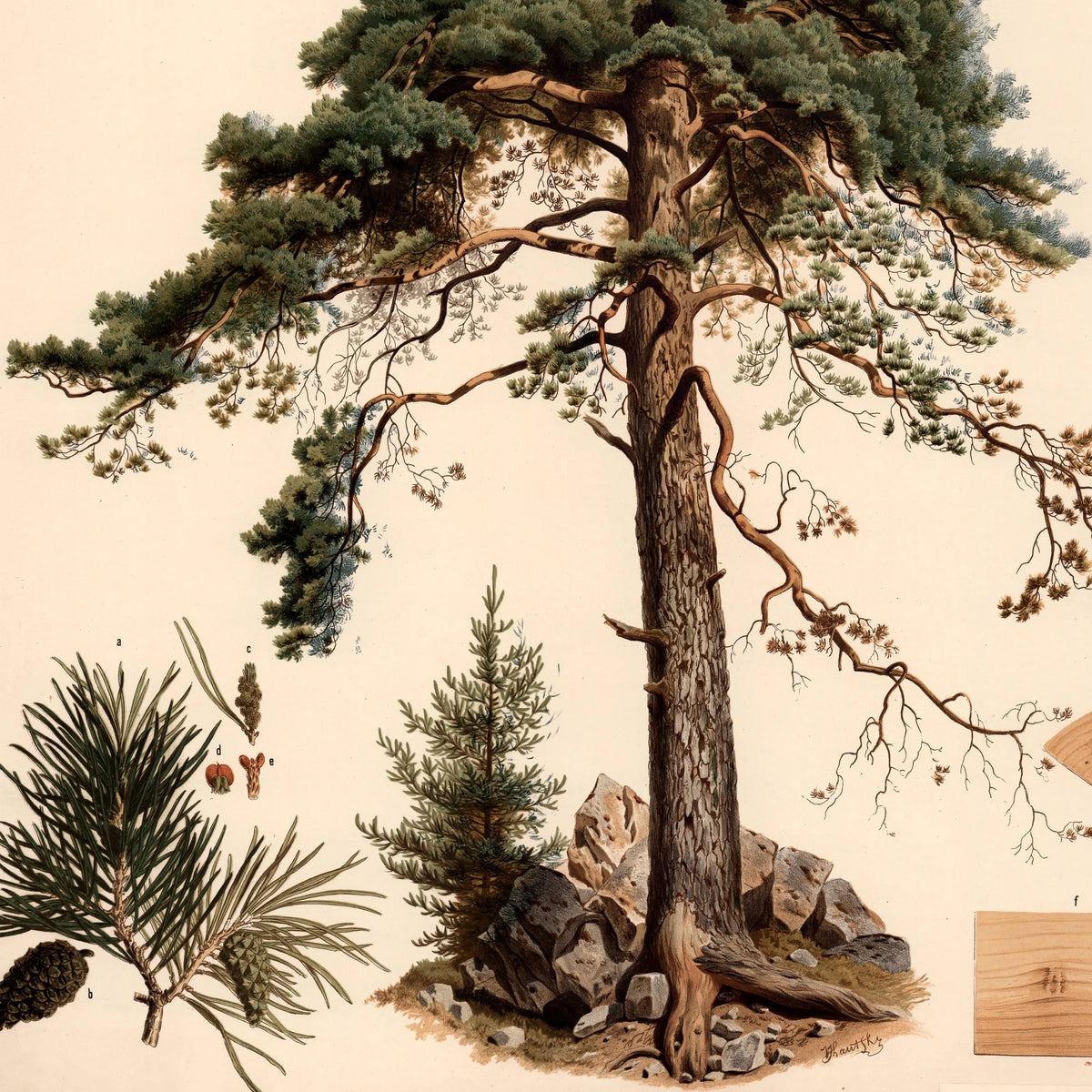 Rødgran 1889 - Botanik – billede 4