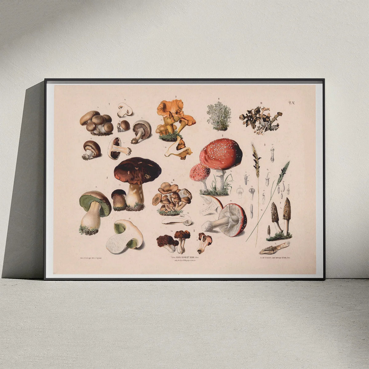 Champignon m.fl 1889 - Botanik – billede 3