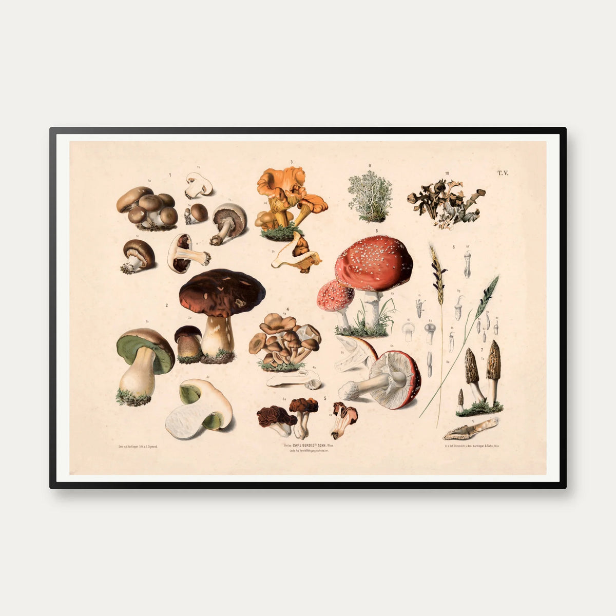 Champignon m.fl 1889 - Botanik – billede 1