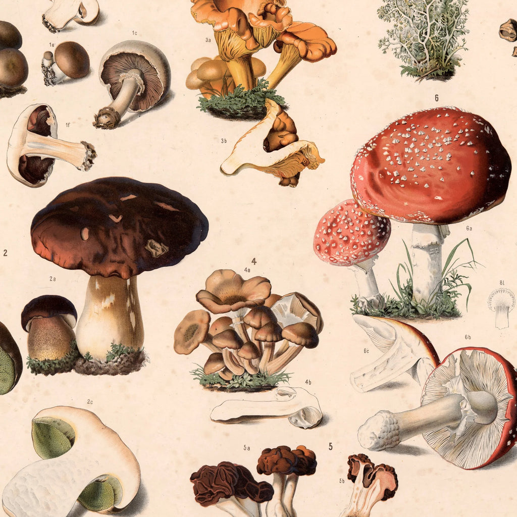 Champignon m.fl 1889 - Botanik – billede 4