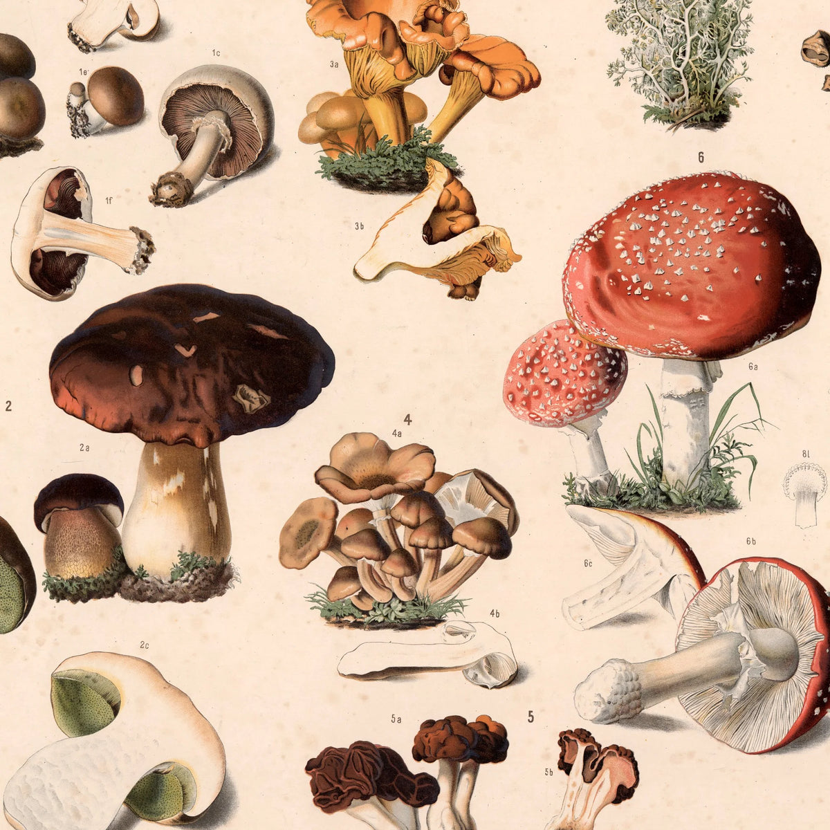 Champignon m.fl 1889 - Botanik – billede 4