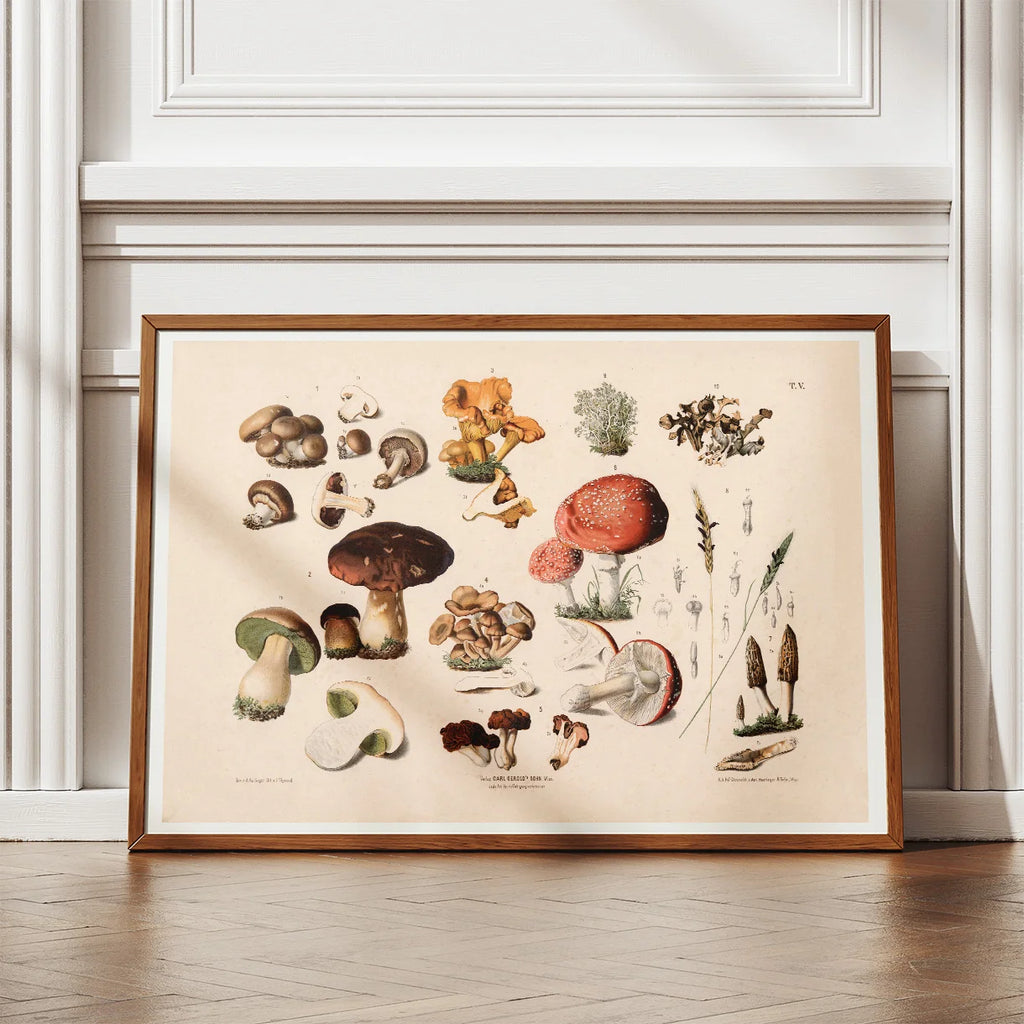 Champignon m.fl 1889 - Botanik – billede 2