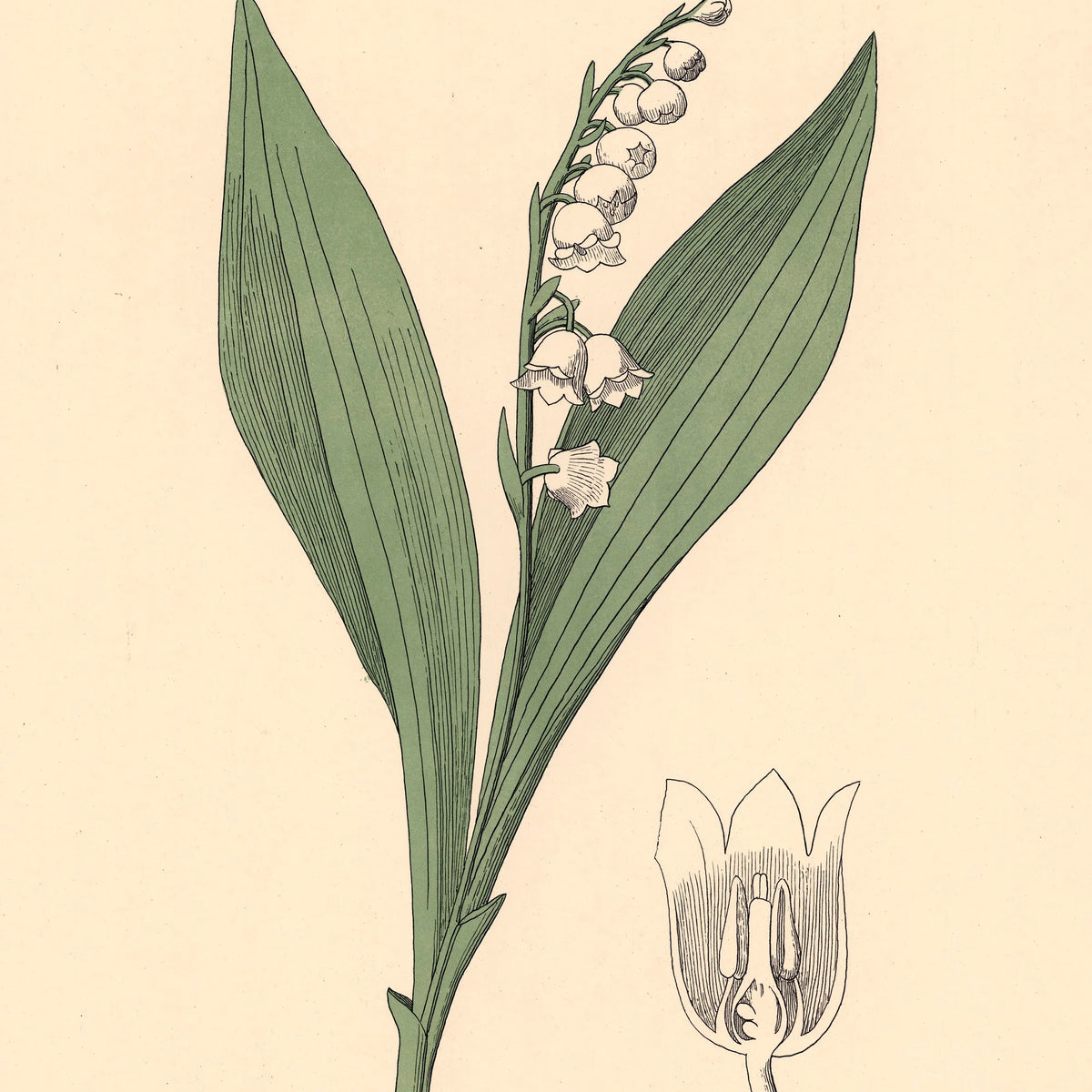 Liljekonval 1899 - Botanik – billede 4