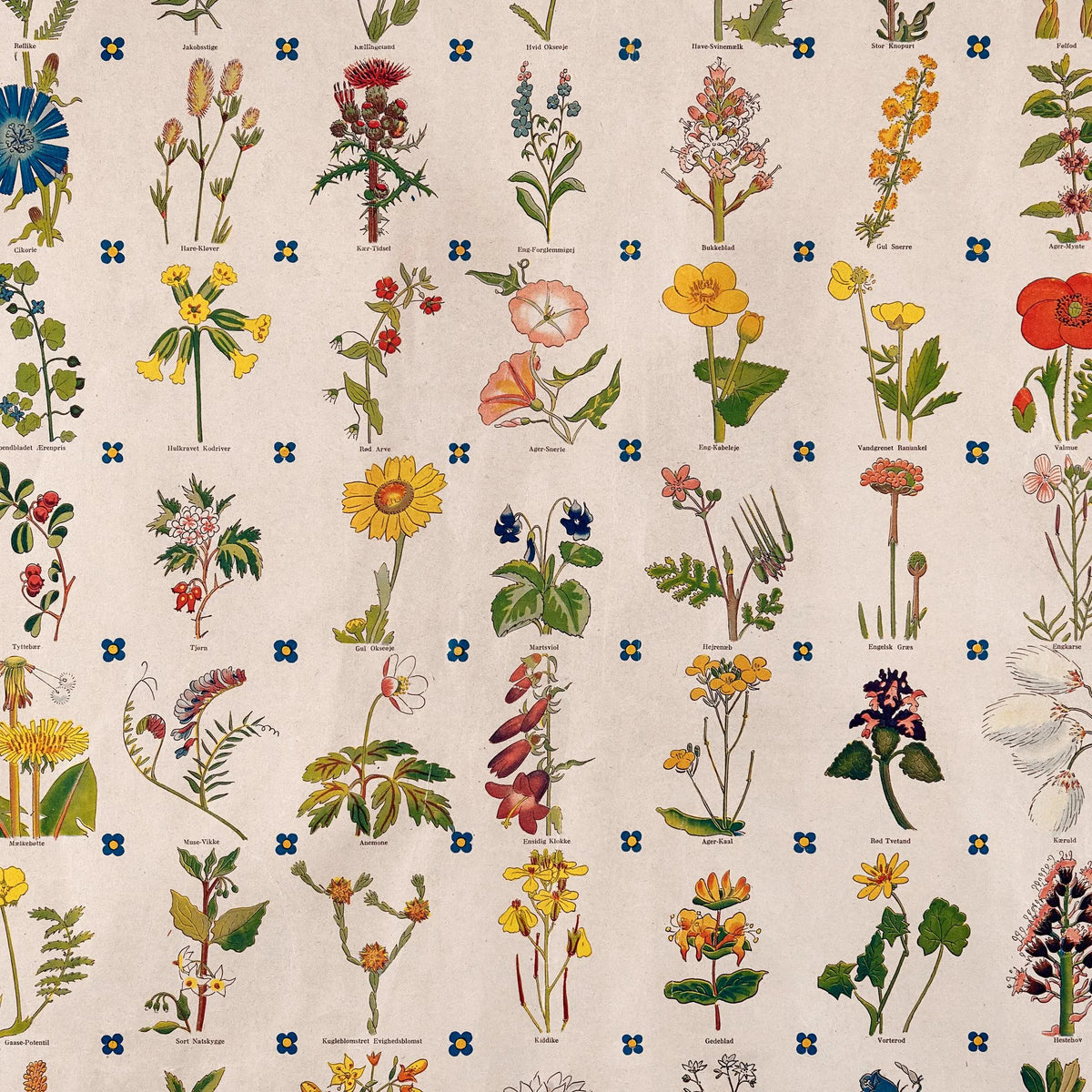 Blomster 1900 - Botanik – billede 4
