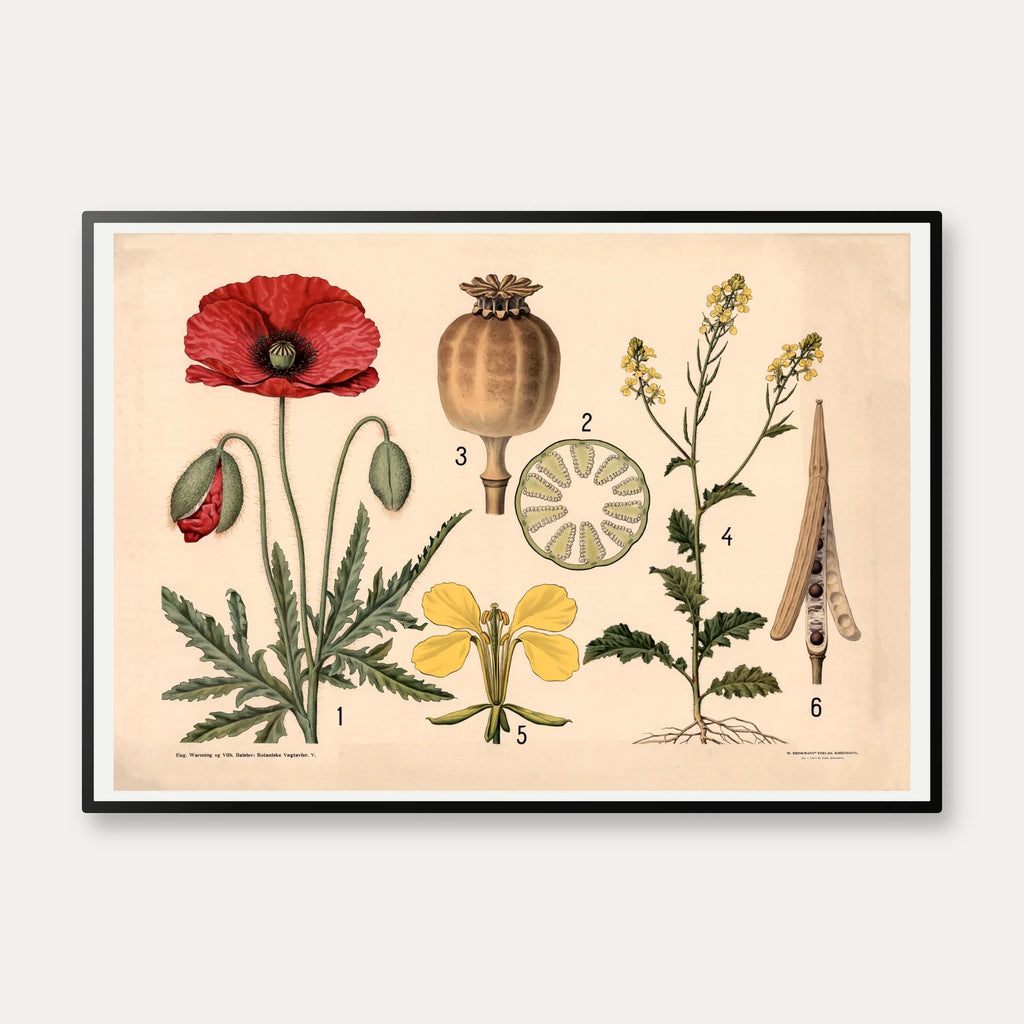 Valmue & agersennep 1902 - Botanik – billede 1