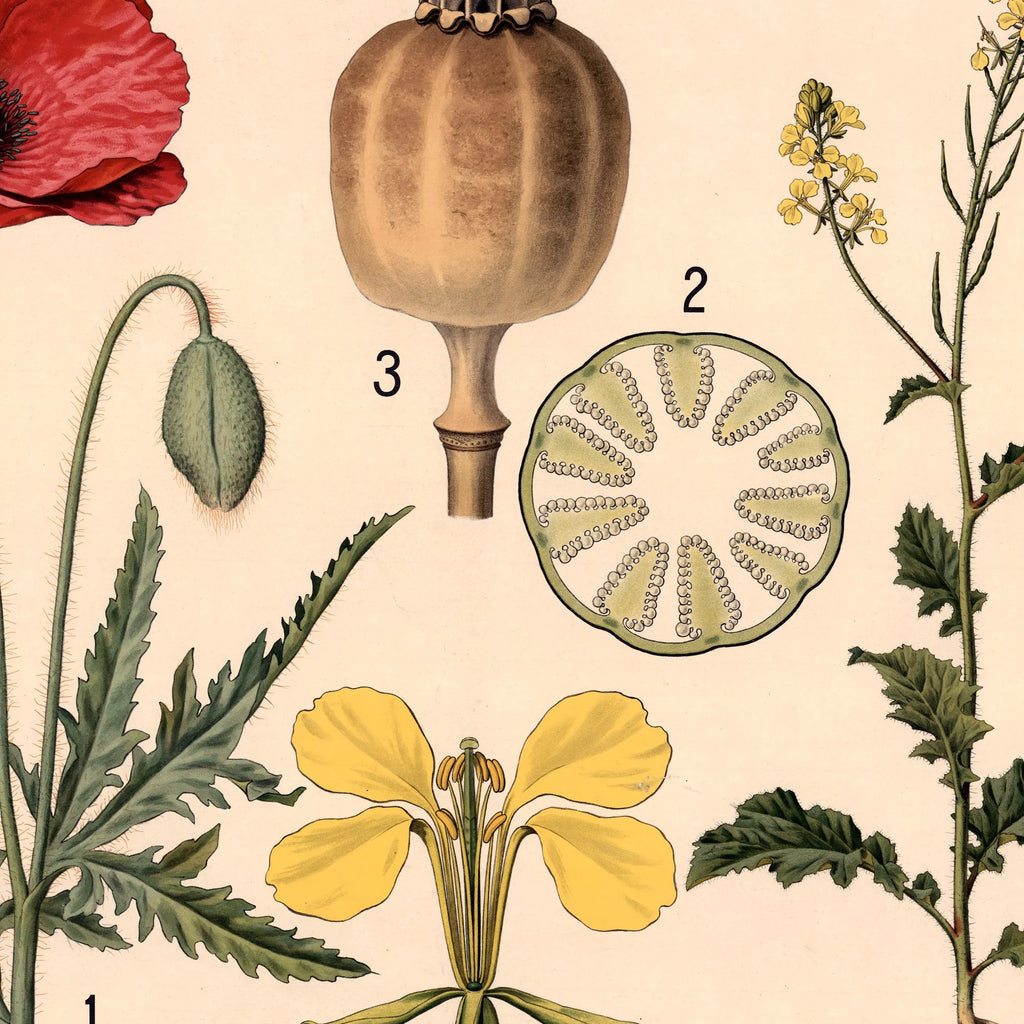 Valmue & agersennep 1902 - Botanik – billede 4