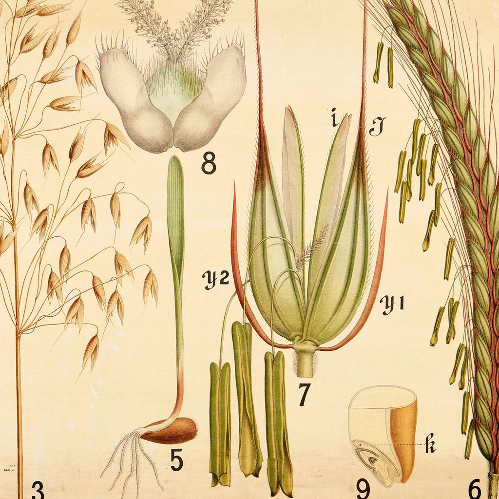 Vore kornsorter 1902 - Rug, byg & havre - Botanik – billede 4