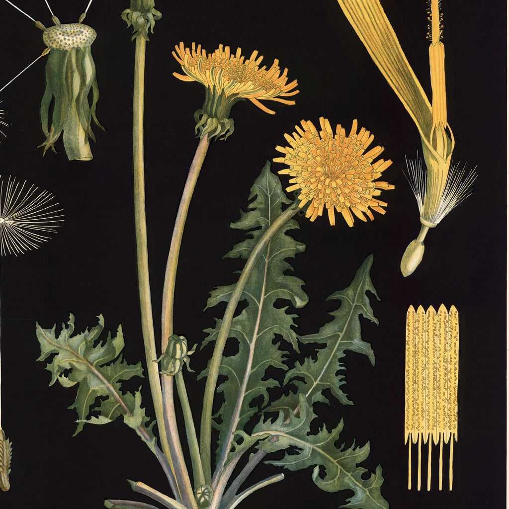 Løvetand 1905 - Botanik – billede 4