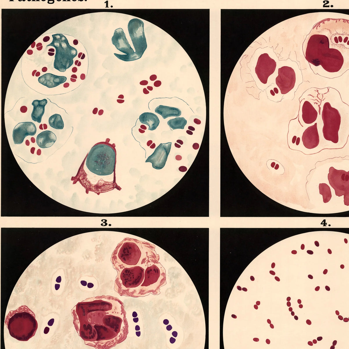 Gonorré-bakterier 1909 - Biologi – billede 4