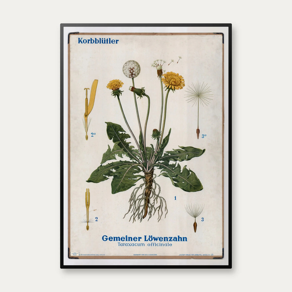 Mælkebøtte 1961 - Biologi & botanik – billede 1