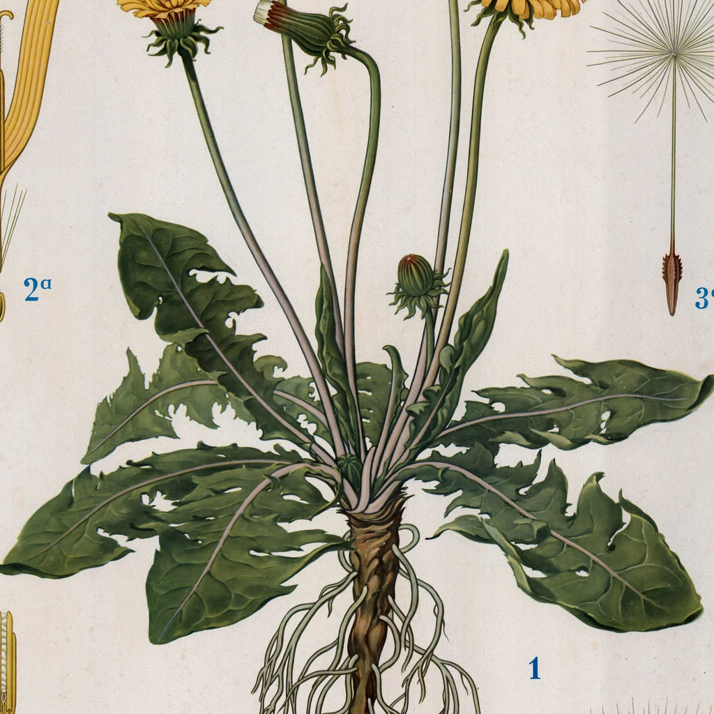 Mælkebøtte 1961 - Biologi & botanik – billede 4