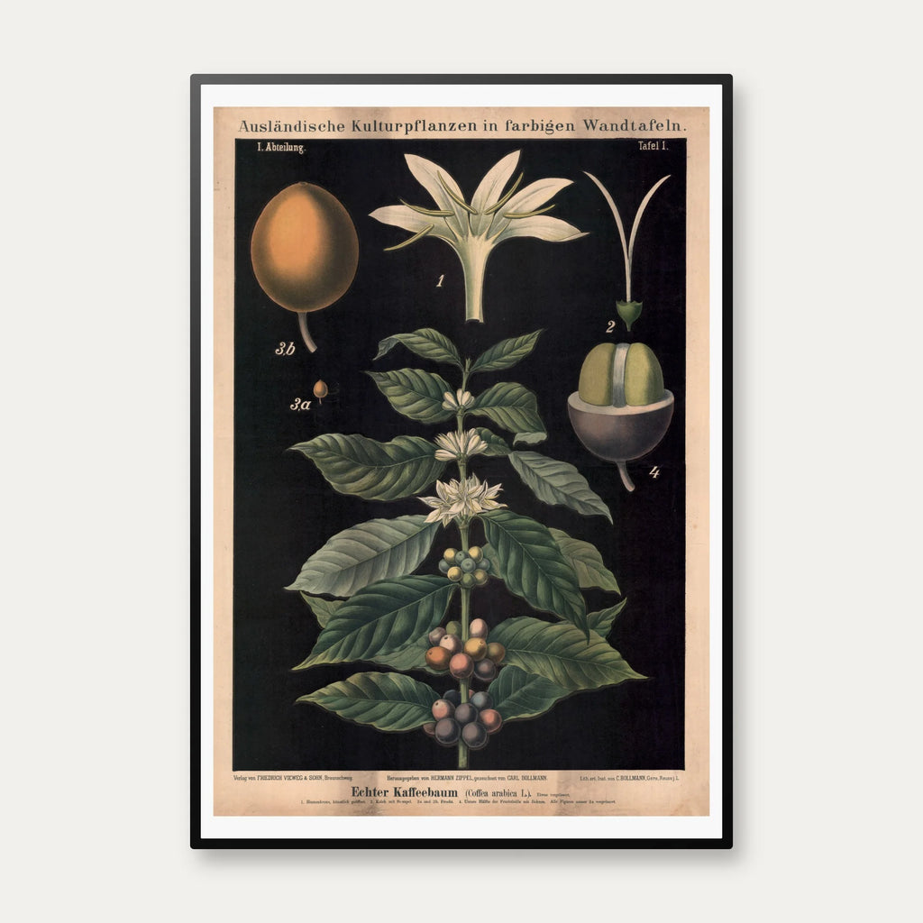 Kaffetræ 1880 - Biologi & botanik – billede 1