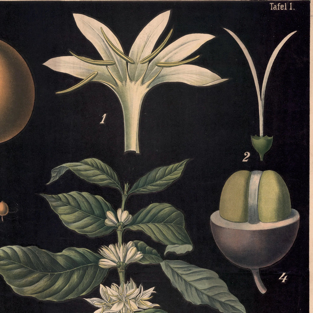 Kaffetræ 1880 - Biologi & botanik – billede 4