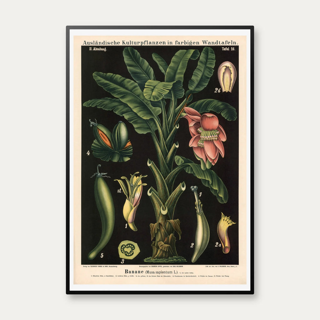 Banan 1880 - Biologi & botanik – billede 1