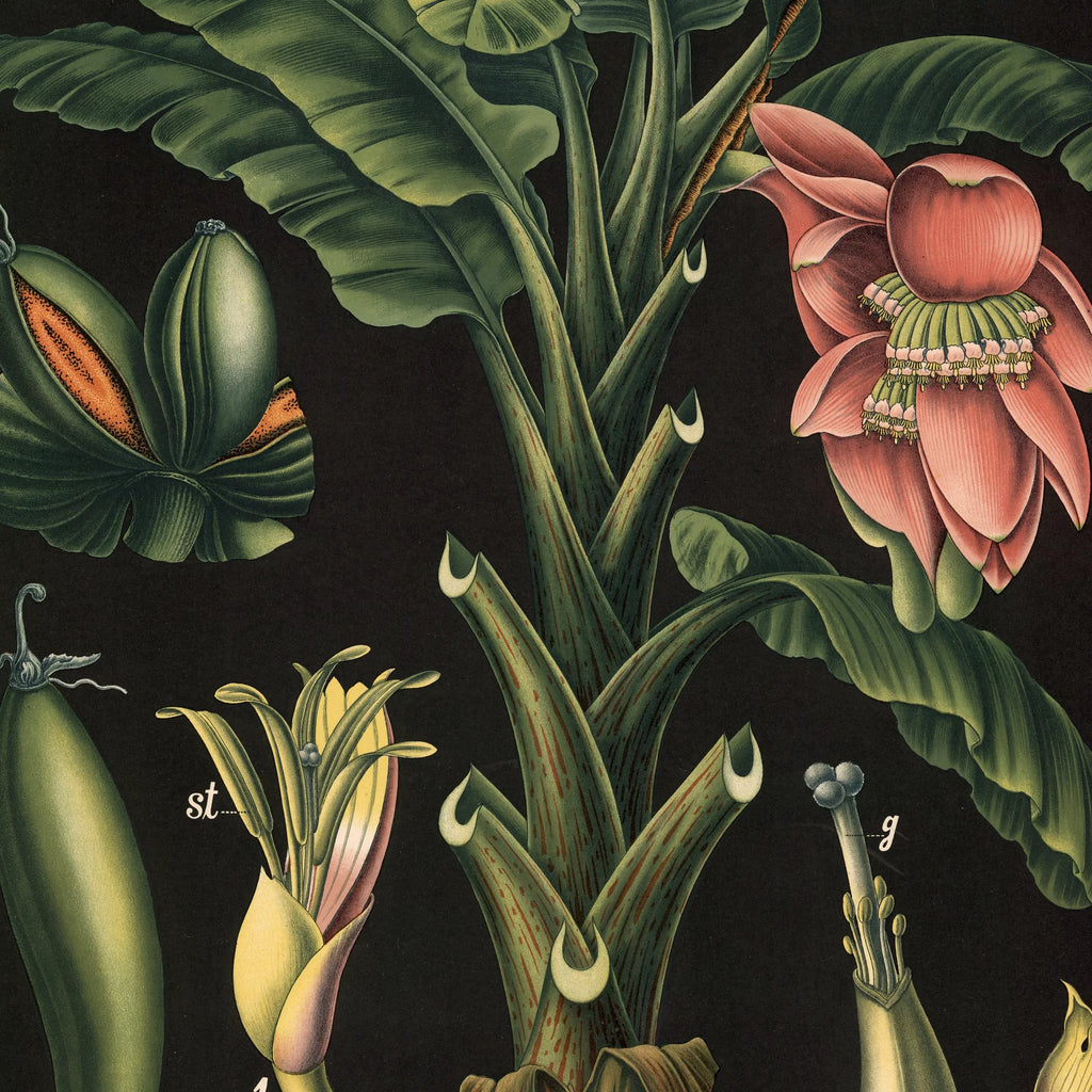 Banan 1880 - Biologi & botanik – billede 4