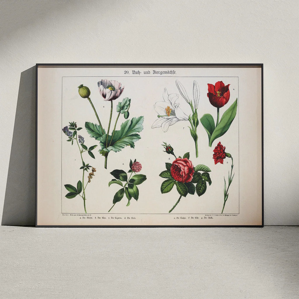Valmue, tulipan & rose 1891 - Anskuelsesundervisning – billede 2