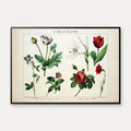 Valmue, tulipan & rose 1891 - Anskuelsesundervisning – billede 1