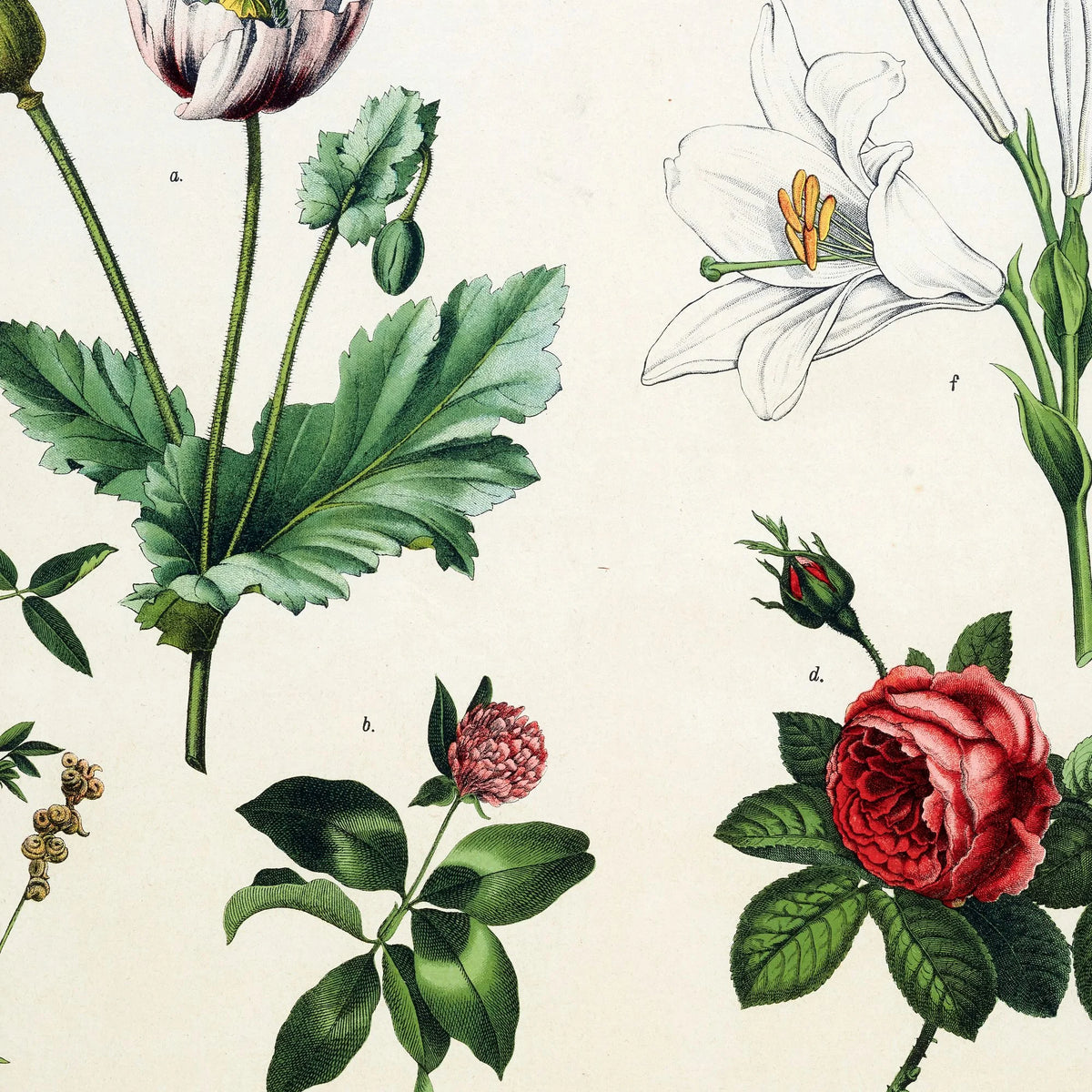 Valmue, tulipan & rose 1891 - Anskuelsesundervisning – billede 3