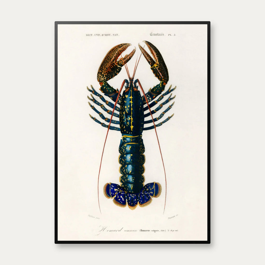 Krebsdyr 1892 - Crimson Crawfish – billede 1