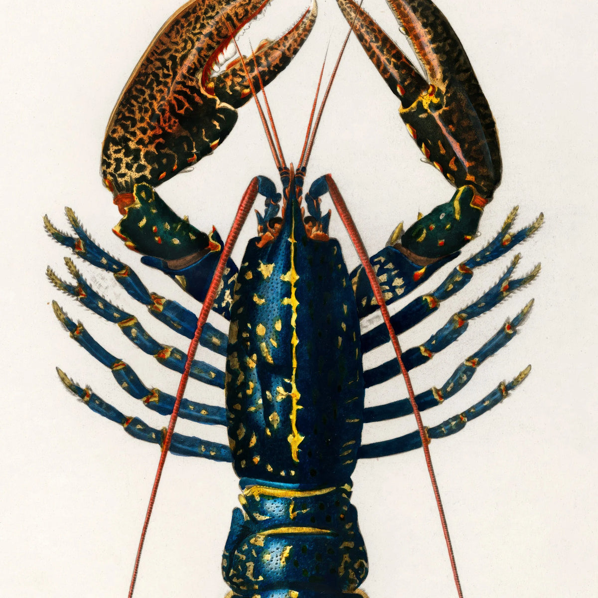 Krebsdyr 1892 - Crimson Crawfish – billede 4