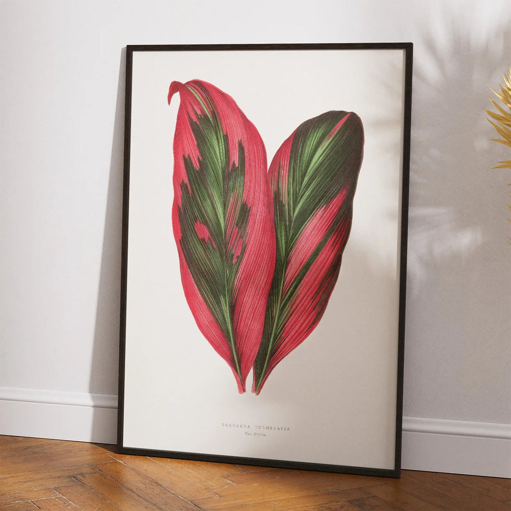 Pink Dracaena Terminalis blad - 1865 – billede 2