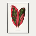 Pink Dracaena Terminalis blad - 1865 – billede 1