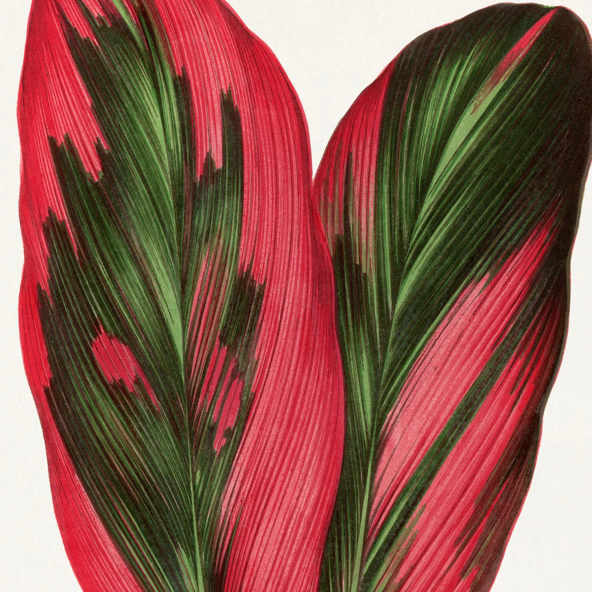 Pink Dracaena Terminalis blad - 1865 – billede 4