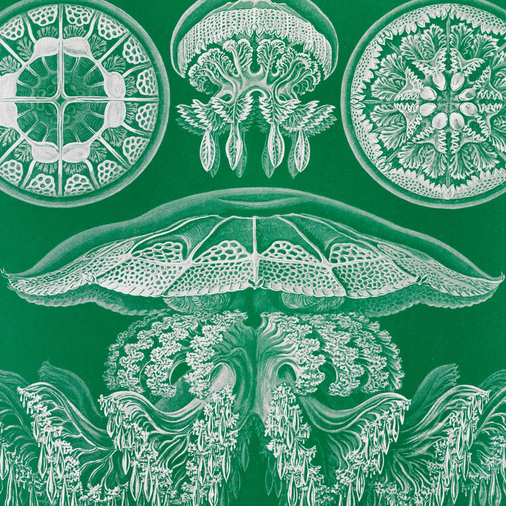 Gobler 1904 - Discomedusae - 1904 – billede 4