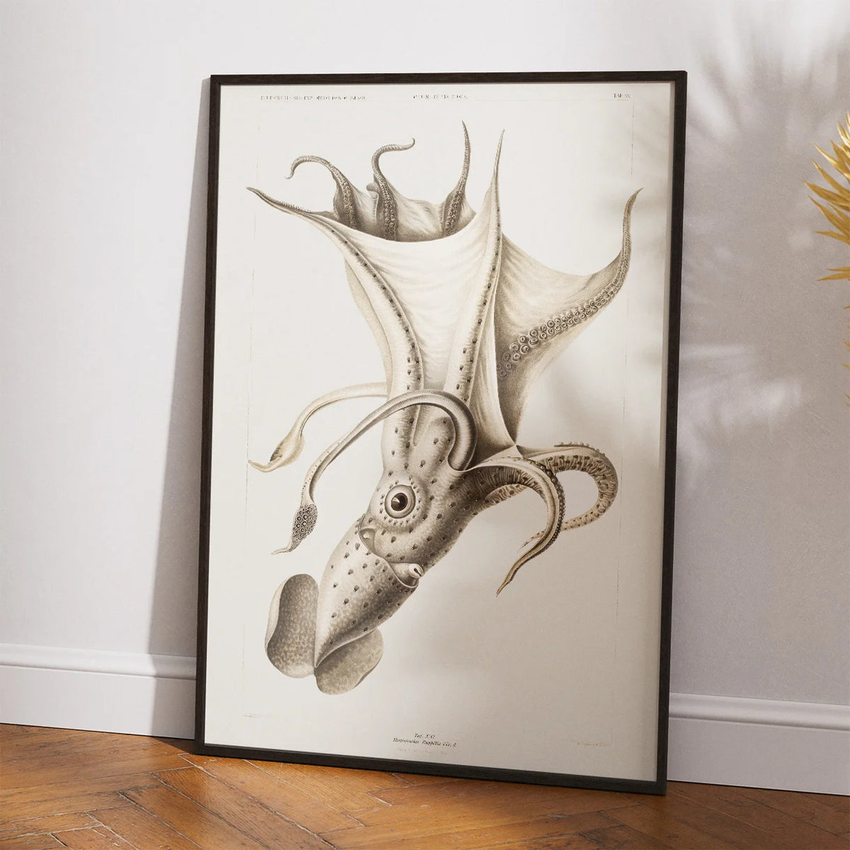 Skæveøjet blæksprutte - Zoologisk plakat – billede 2