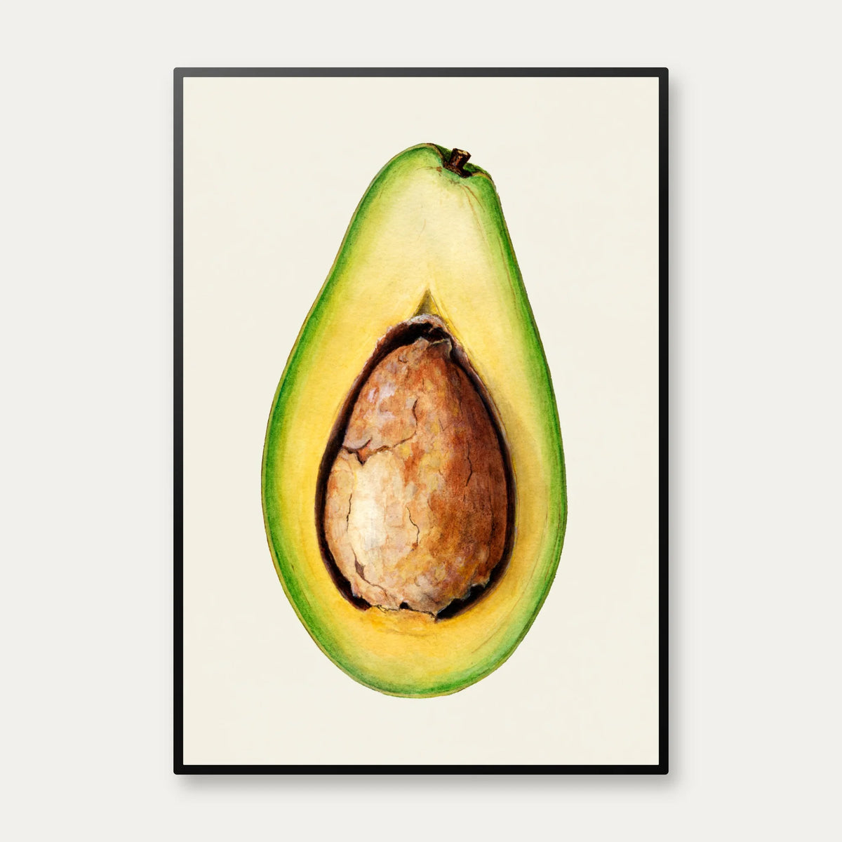Avocado - botanisk akvarel – billede 1