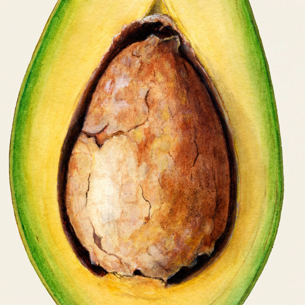 Avocado - botanisk akvarel – billede 4