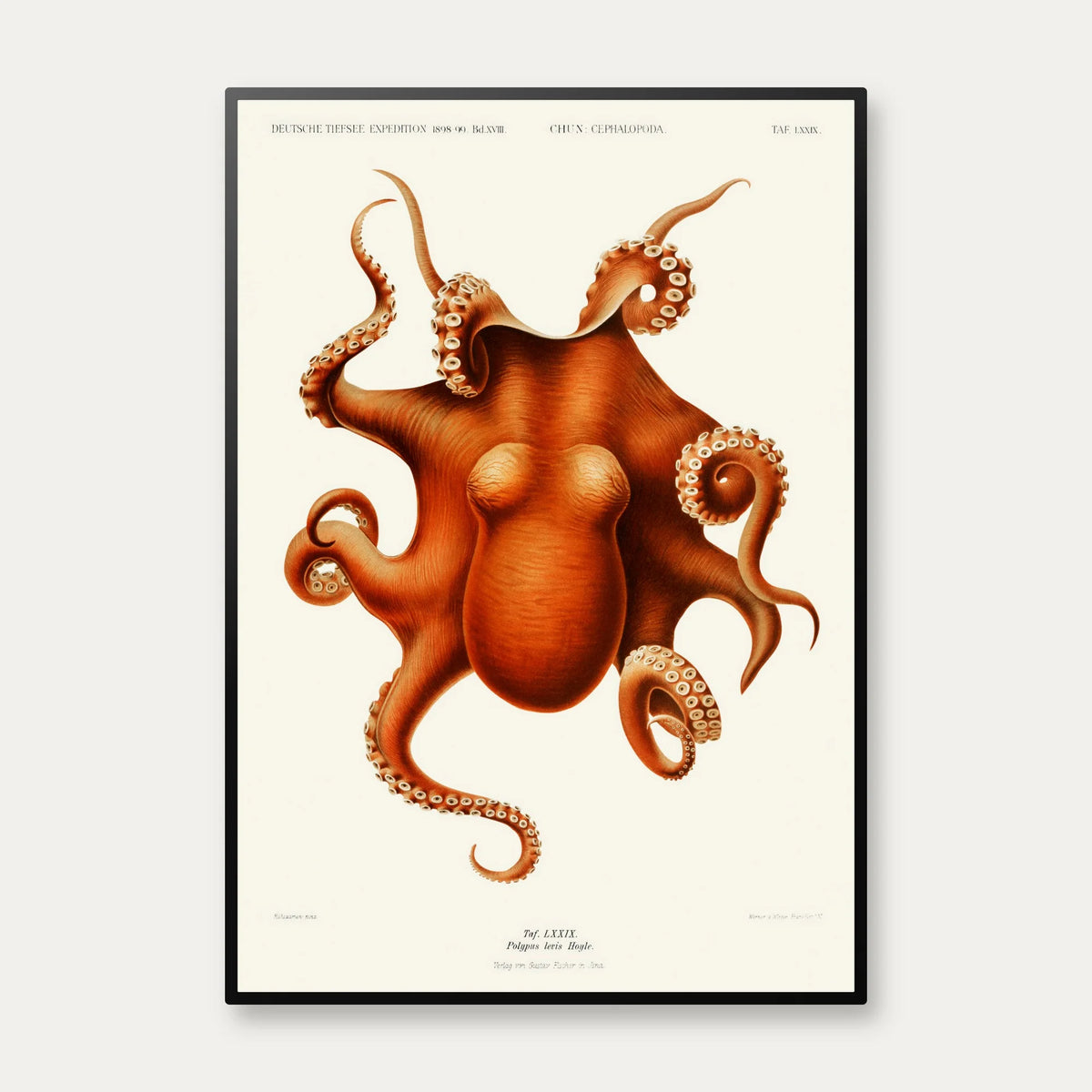 Blæksprutte 1899 - Vintage plakat – billede 1
