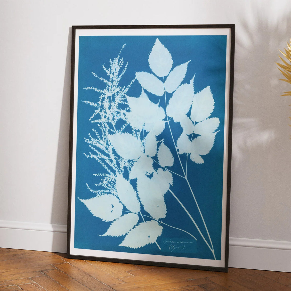Tyrol 1854 - Anna Atkins plakat – billede 2
