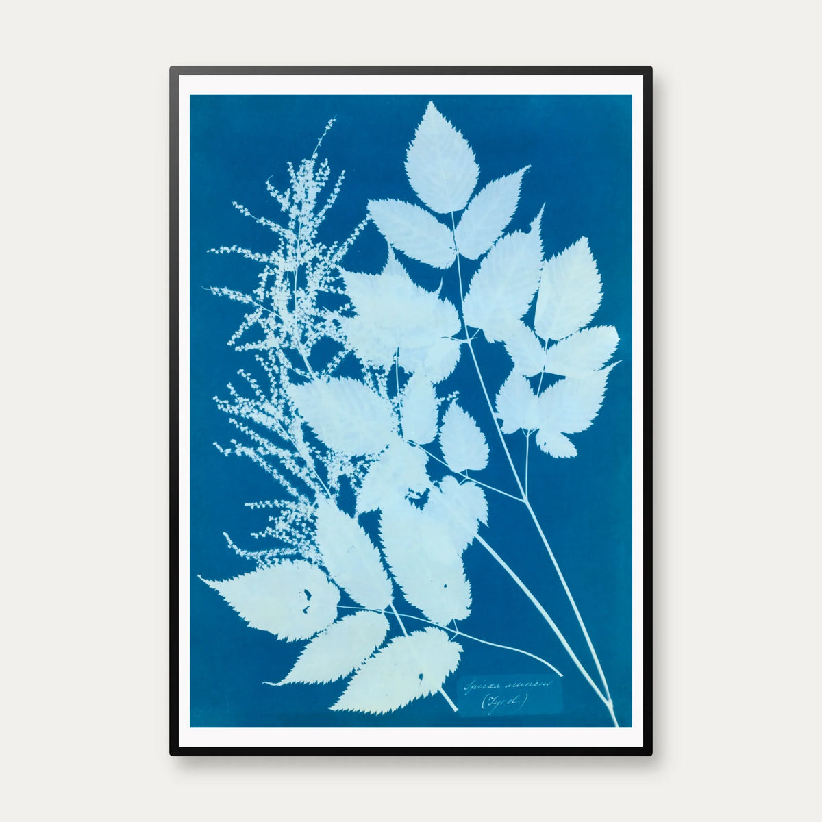 Tyrol 1854 - Anna Atkins plakat – billede 1
