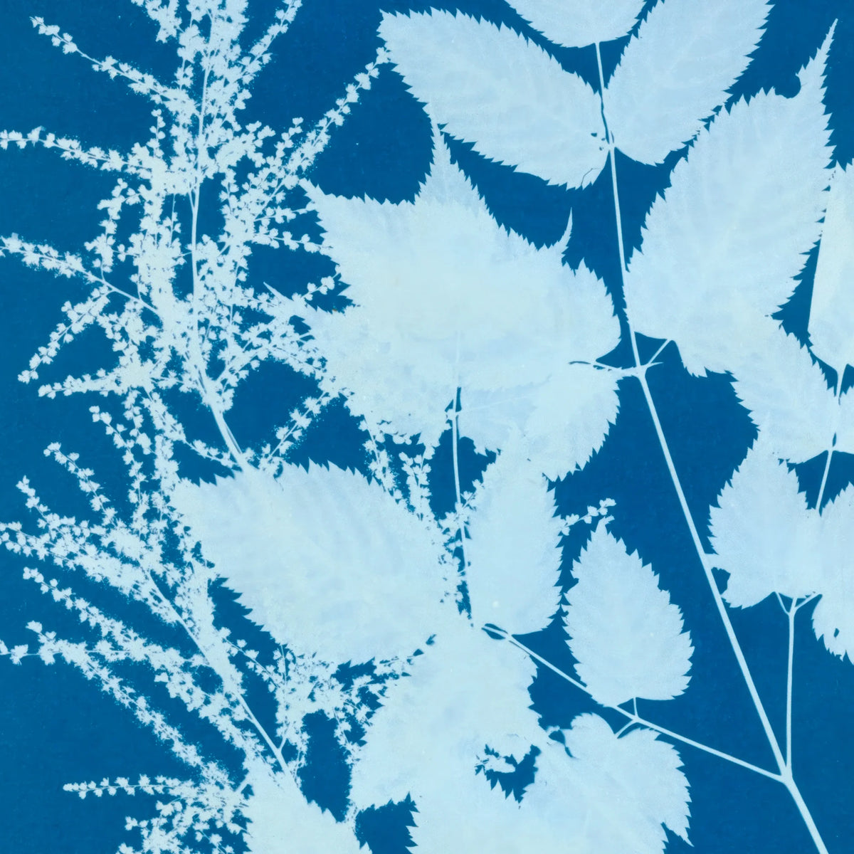 Tyrol 1854 - Anna Atkins plakat – billede 4