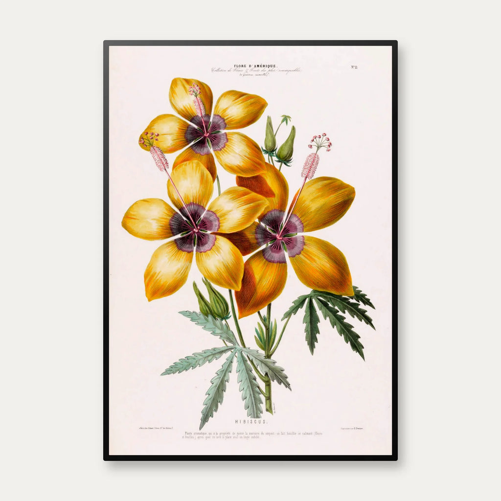 Hibiscus gul blomst - botanisk plakat – billede 1