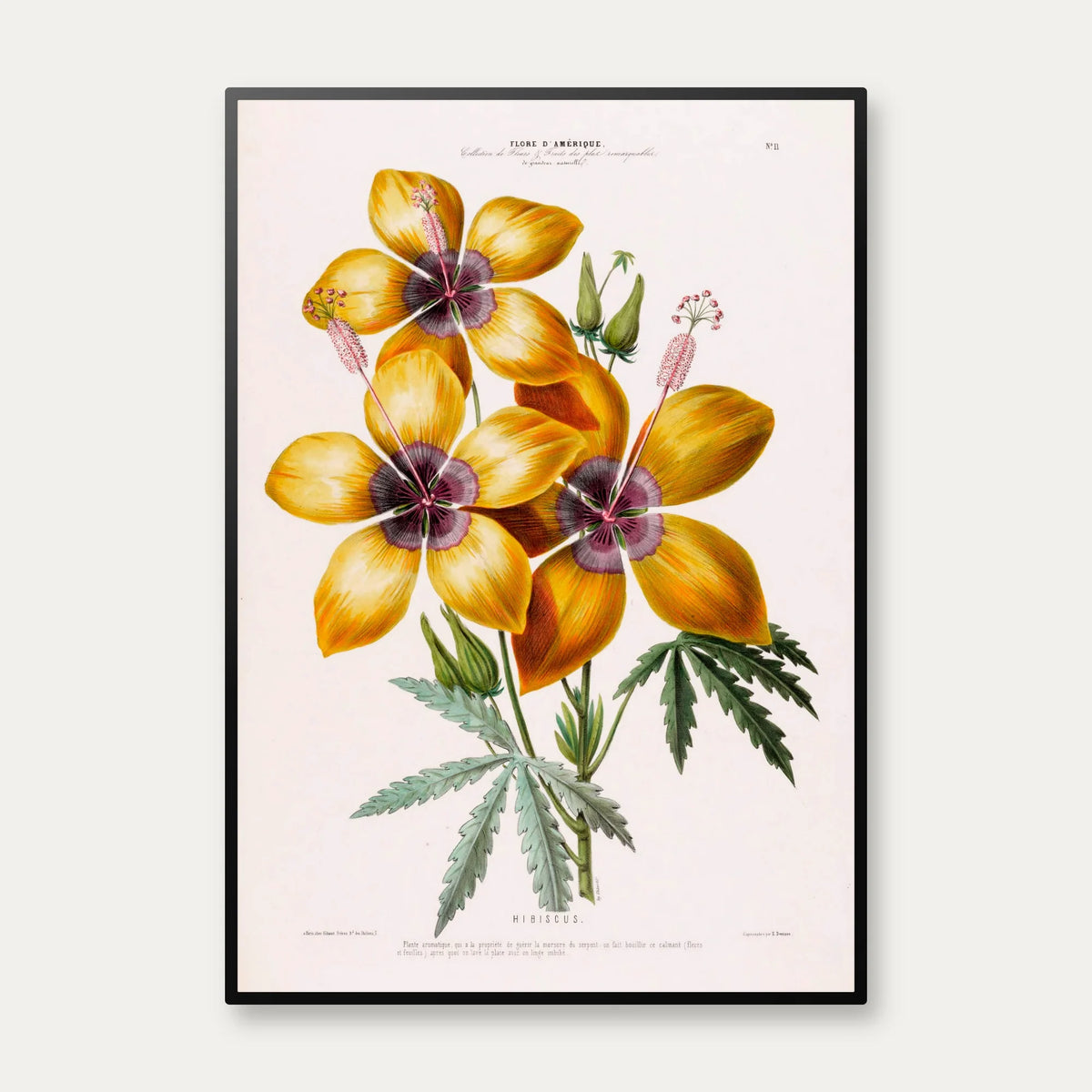 Hibiscus gul blomst - botanisk plakat – billede 1