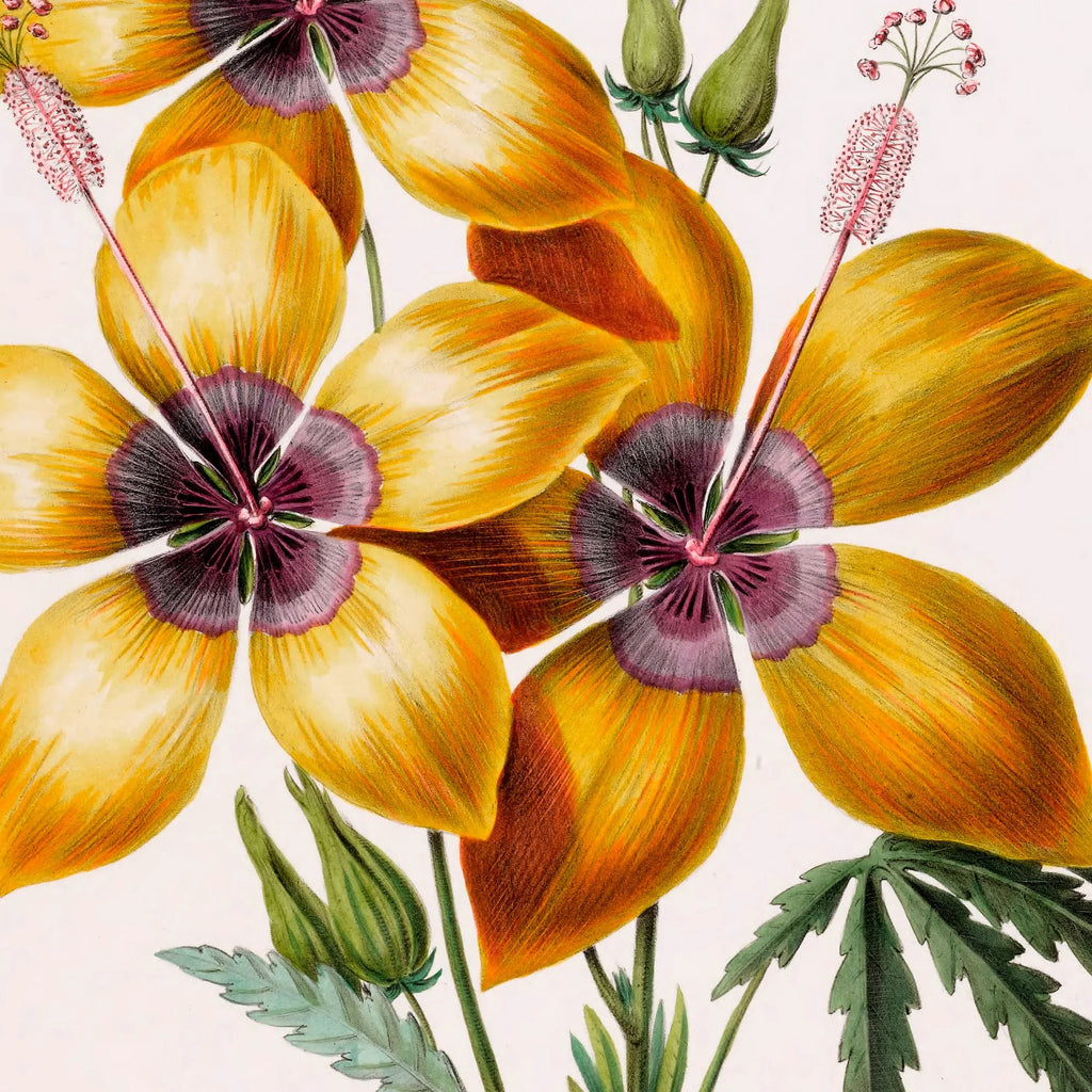 Hibiscus gul blomst - botanisk plakat – billede 4