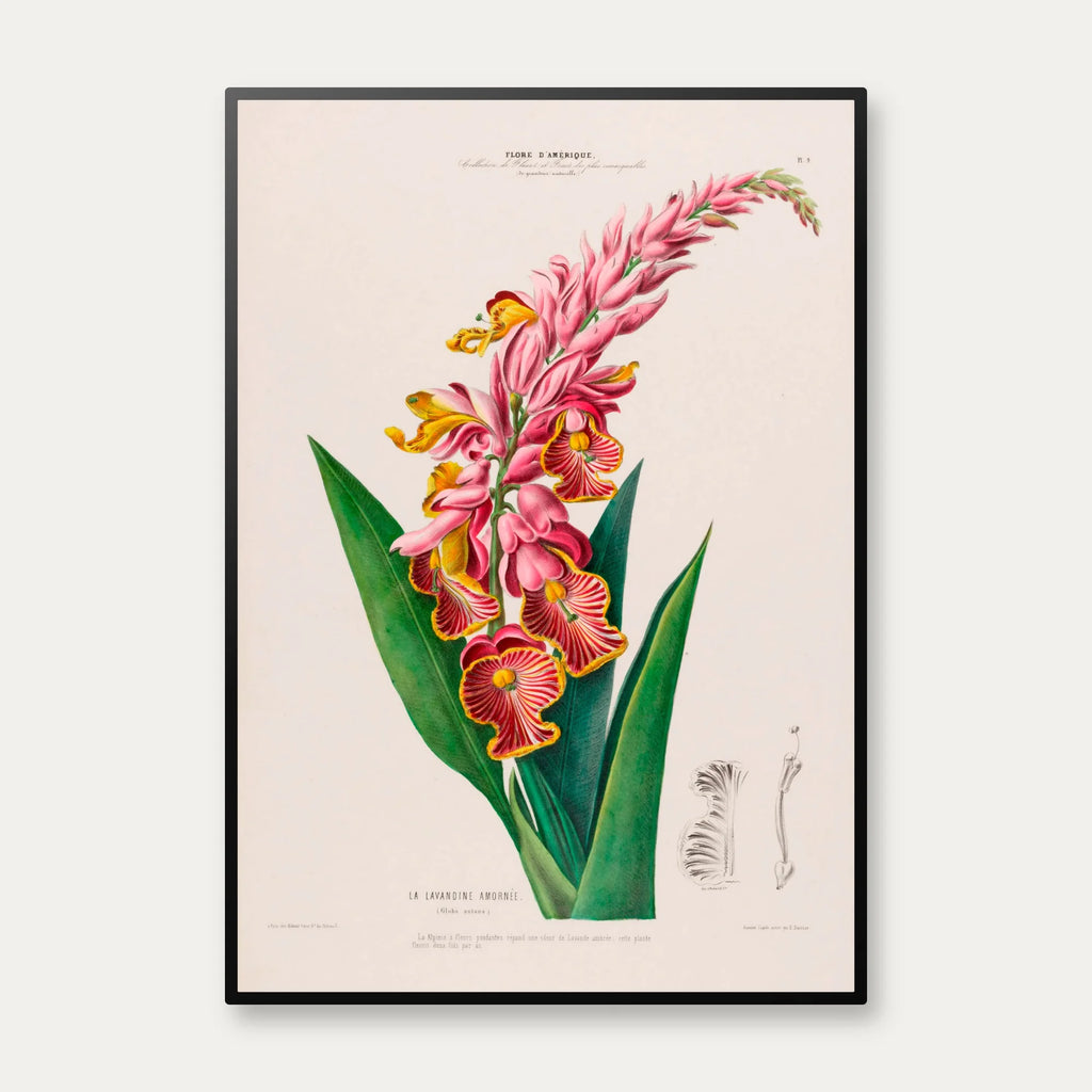 Lavandine blomst - vintage botanisk kunst – billede 1