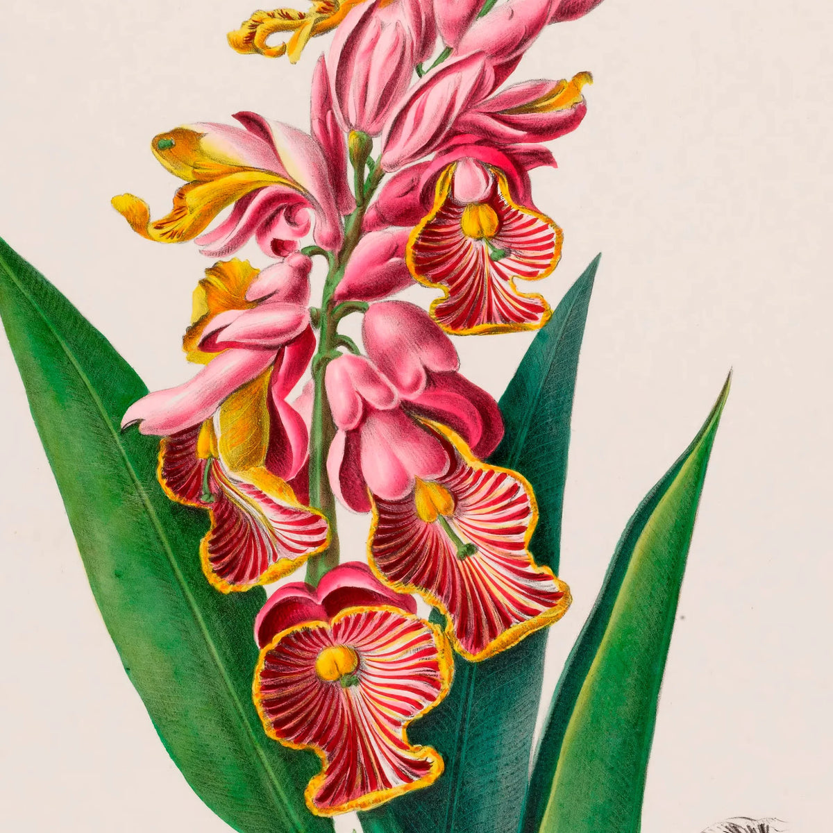 Lavandine blomst - vintage botanisk kunst – billede 4