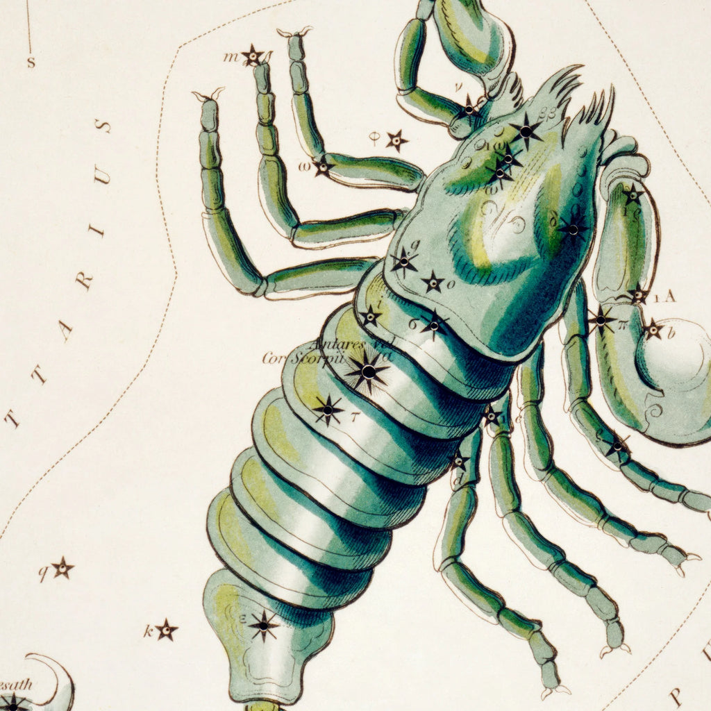 Stjernetegnet Skorpion - vintage astrologi – billede 4