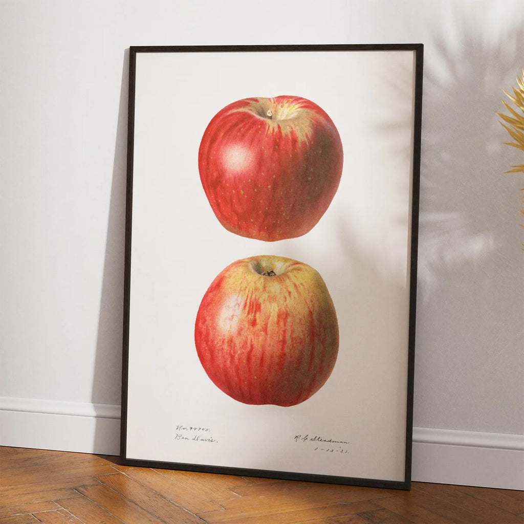 Æbler - Malus Domestica - 1921 – billede 2