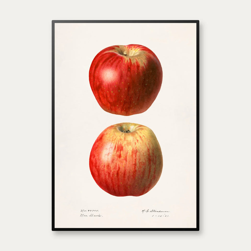 Æbler - Malus Domestica - 1921 – billede 1