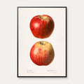 Æbler - Malus Domestica - 1921 – billede 1
