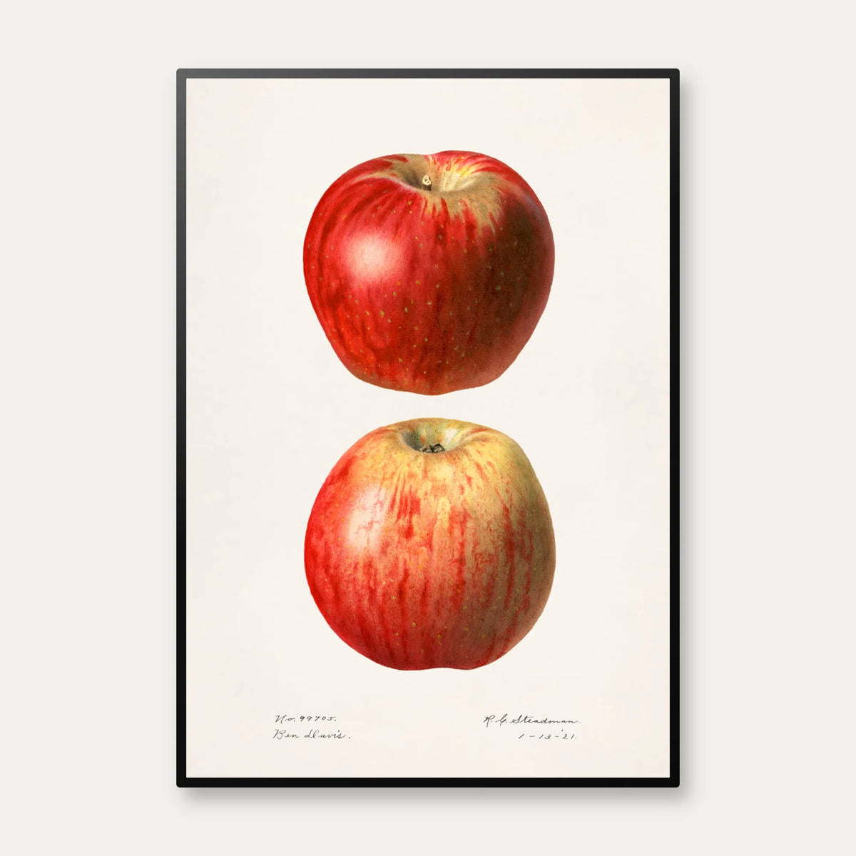 Æbler - Malus Domestica - 1921 – billede 1