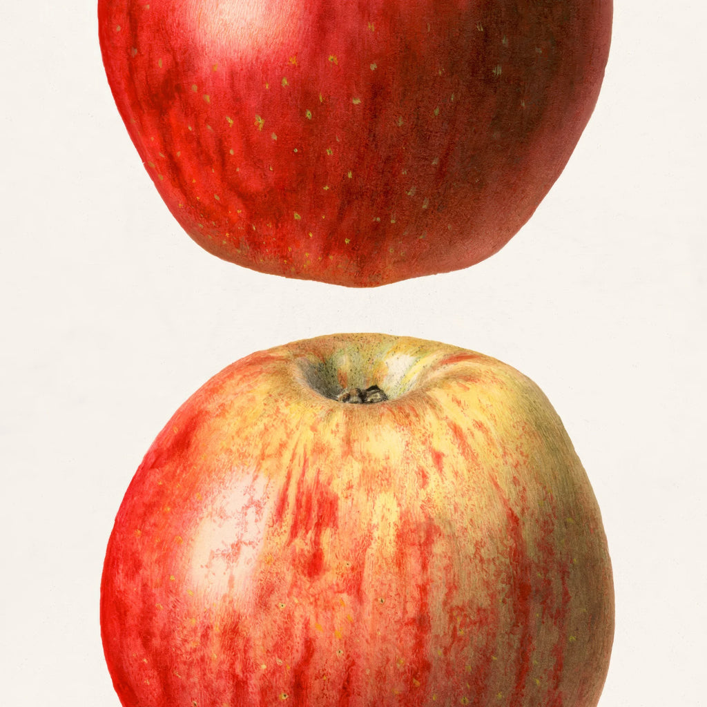 Æbler - Malus Domestica - 1921 – billede 4