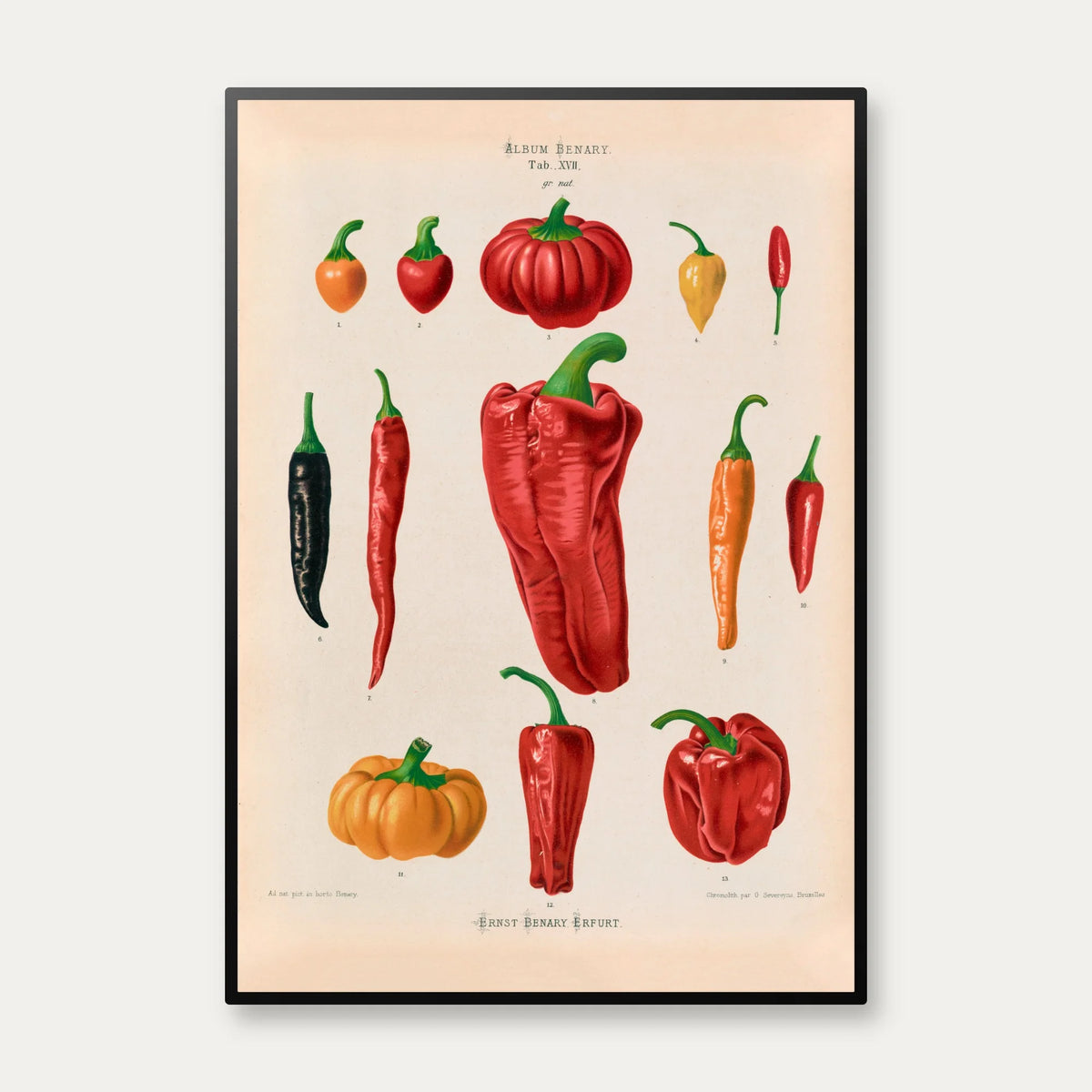 Chilipeber - Ernst Benary - 1876 – billede 1