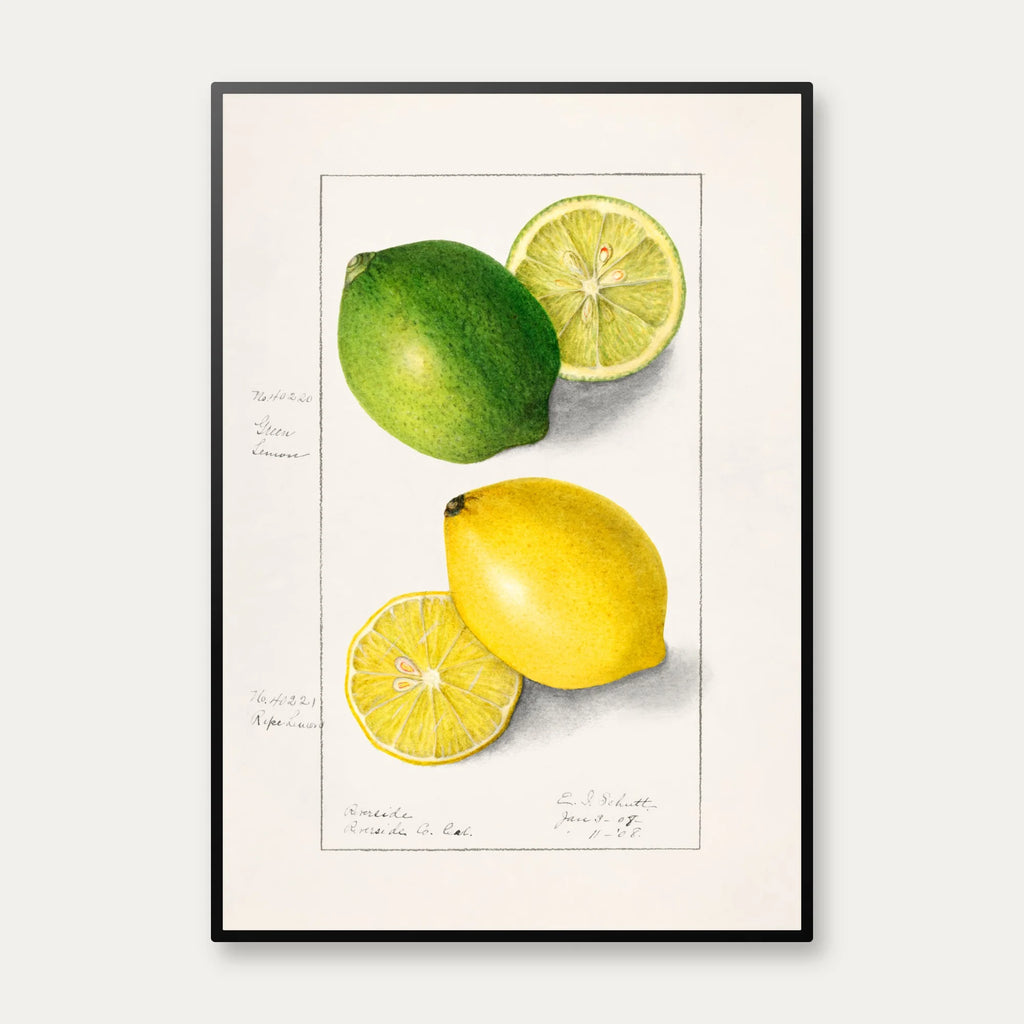 Citronskiver - Ellen Isham Schutt - 1908 – billede 1