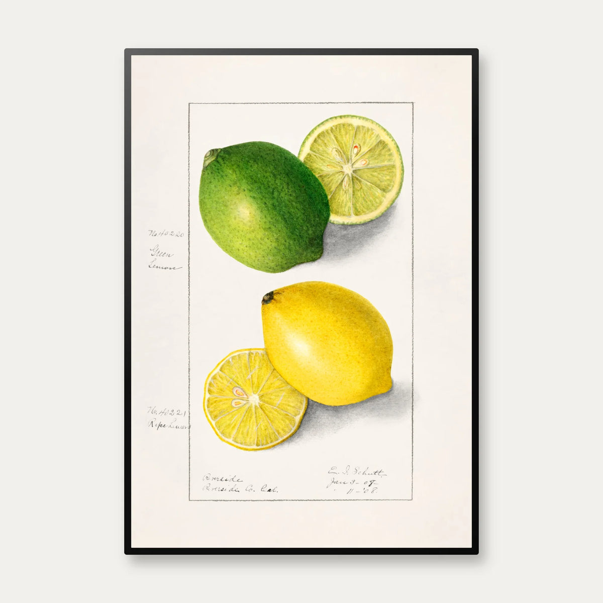 Citronskiver - Ellen Isham Schutt - 1908 – billede 1