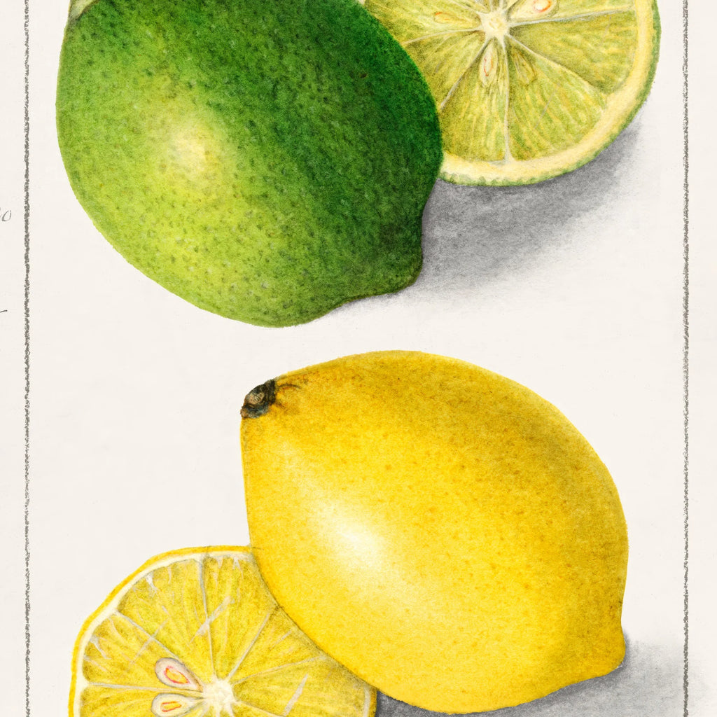 Citronskiver - Ellen Isham Schutt - 1908 – billede 4